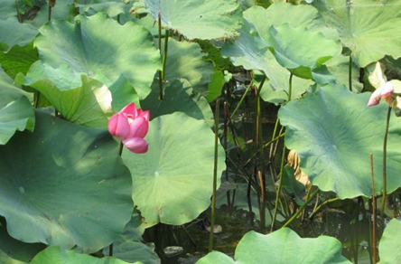 成都市商洛卫生学校2020招生简介及计划