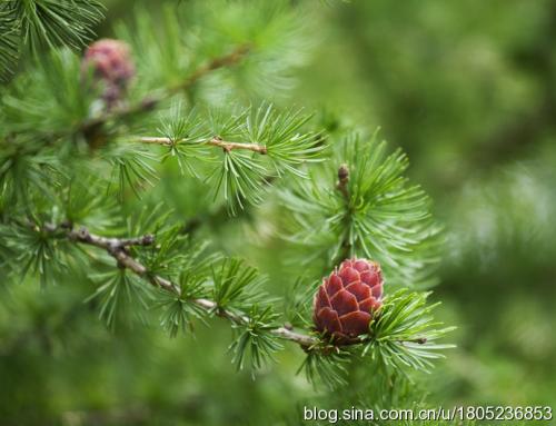 2020野生植物资源开发与利用专业怎么样_主要课程_就业方向与前景分析 2020野生植物资源开发与利用专业怎么样_主要课程_就业方向与前景分析