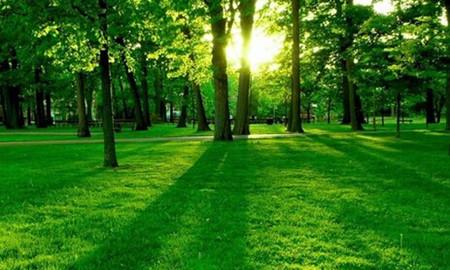 2020森林资源保护专业怎么样_主要课程_就业方向与前景分析