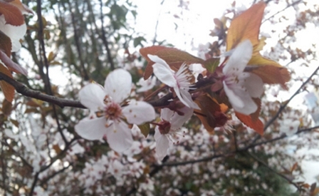 大理大学医学院医学检验技术专业