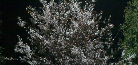 大理大学医学院药学专业