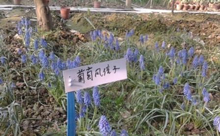 大理大学医学院护理学专业