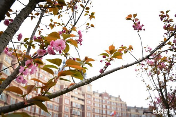 四川西南航空学校全景图