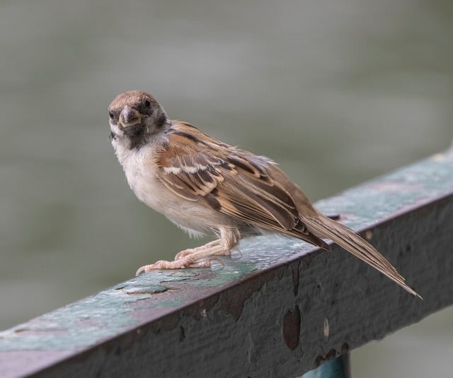 四川单招各大学录取位次