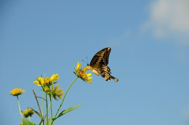 四川省泸州天星影视艺术学校2025年招生录取分数线