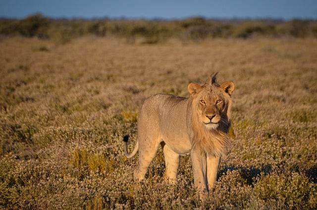 成都市高新实验中学2025年招生简介