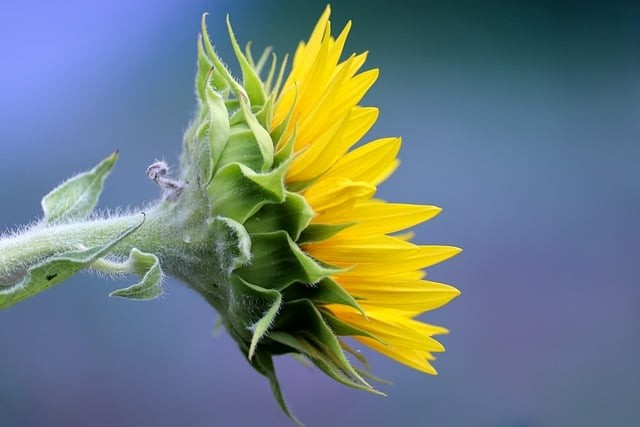 巴中市恩阳区恩阳中学2024招生简介