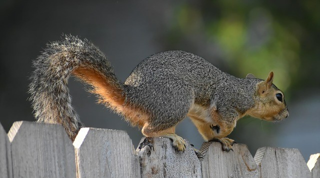 四川单招各专业