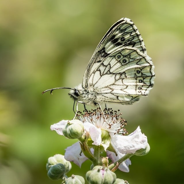 单招几月份四川