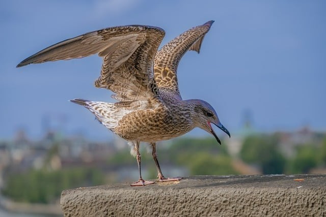 四川单招推荐课本