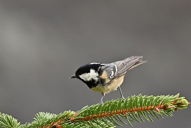 四川单招农业题库及答案