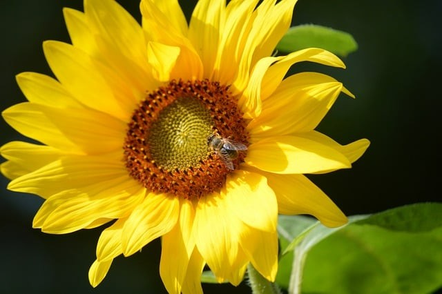 成都市金沙职业技术学校简介