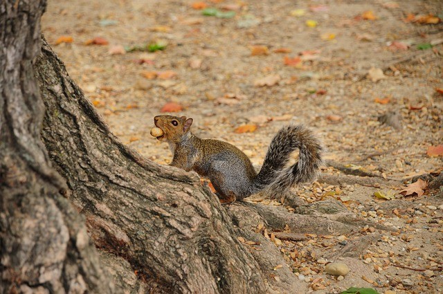 四川单招有没有加分项 四川单招有没有加分项