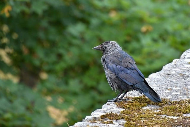 四川单招宜宾蒋老师