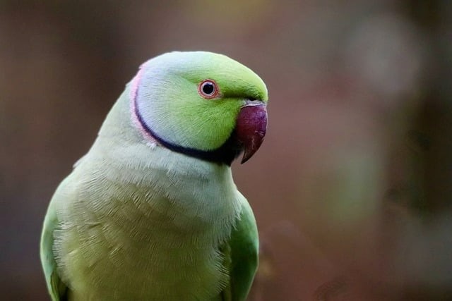 四川单招摄影专业的学校