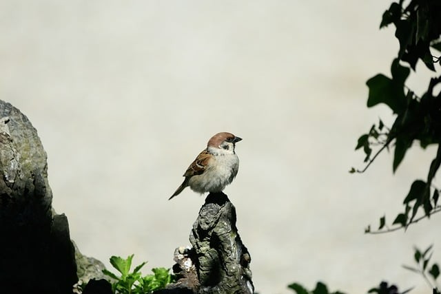 电子科技大学实验中学办学思想、办学成果、社团活动