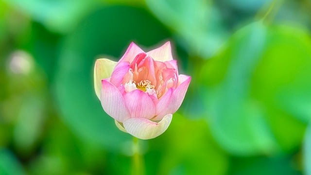 四川省梓潼中学2025年艺体特长生招生简介