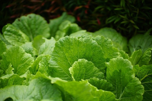 成都市郫县希望职业学校学校地址