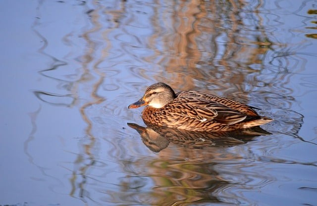 四川省仁寿县铧强中学2024招生简介