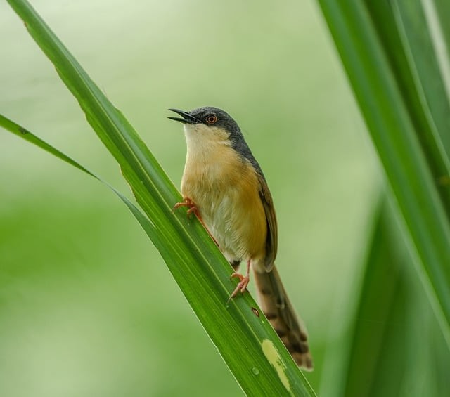 四川单招医护专业学校