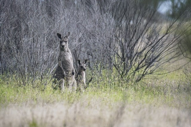 四川单招不考公有哪些