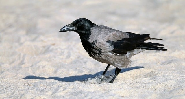 四川单招实现五统一