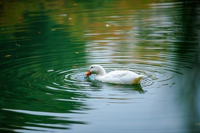 四川单招未录取可高考