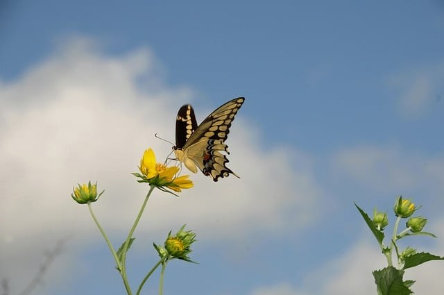 四川省弘博中等专业学校民航安检专业 四川省弘博中等专业学校民航安检专业