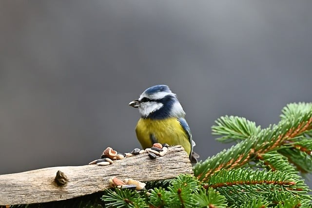四川单招公办护理院校