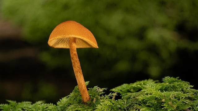 四川单招新增公办学校