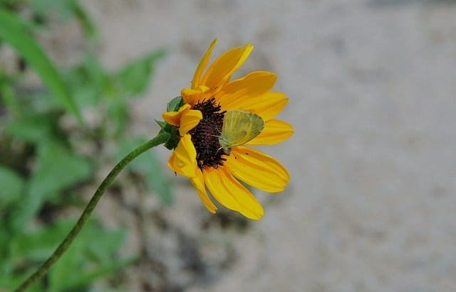 攀枝花市第七高级中学校2024招生简介