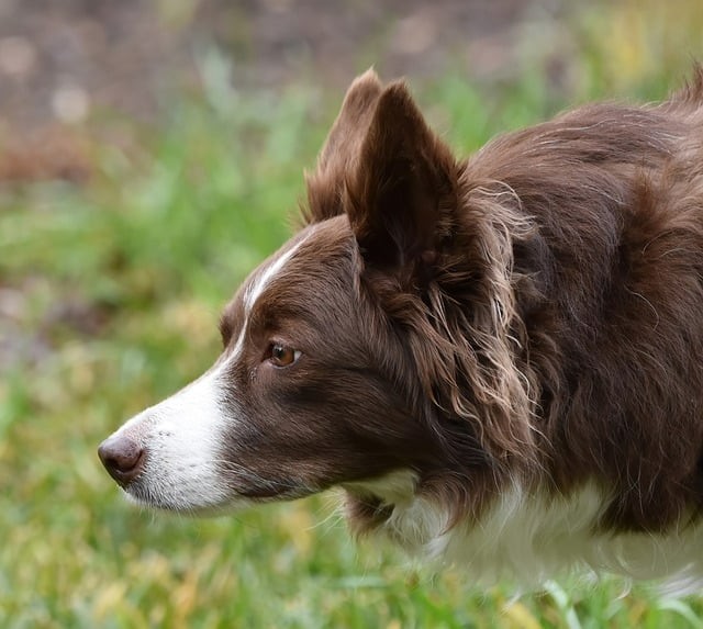 四川单招公办学校历史