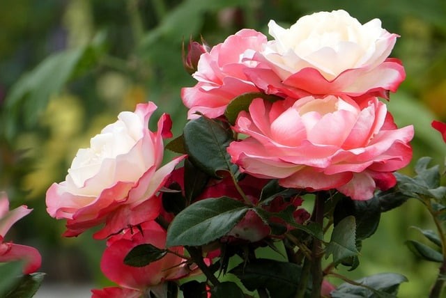 四川单招及时雨