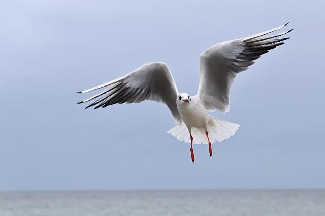 成都市郫都区第三中学校师资力量