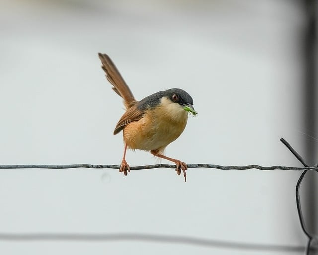 四川单招学习资料和技巧