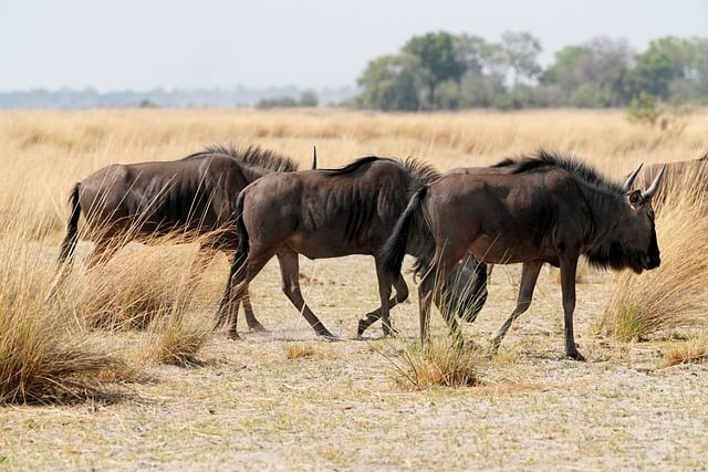 四川单招及时雨
