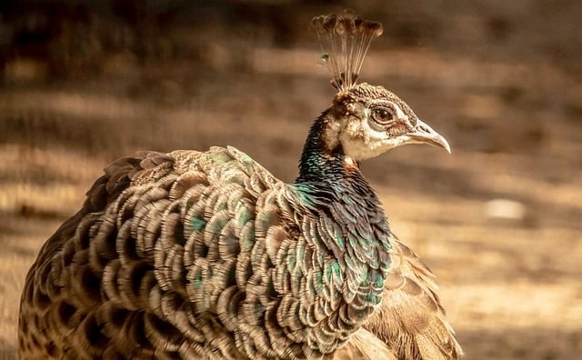 成都市希望职业学校2025年招生录取分数线