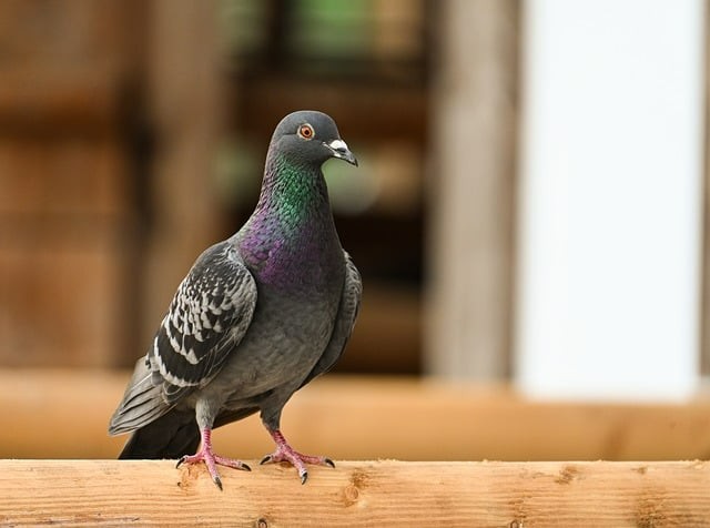 北川羌族自治县七一职业中学如何