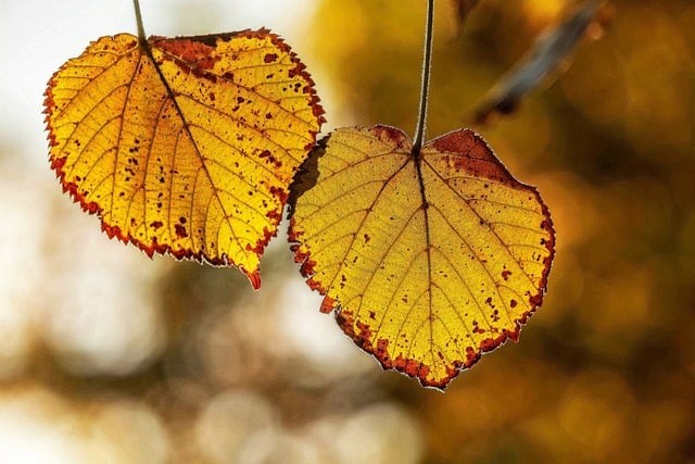 四川单招未录取政策