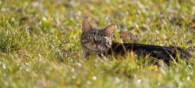 四川单招怎么自学备考