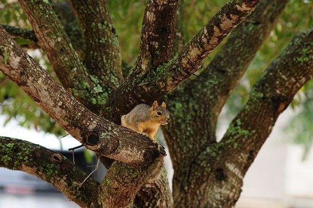 四川单招公办护理院校