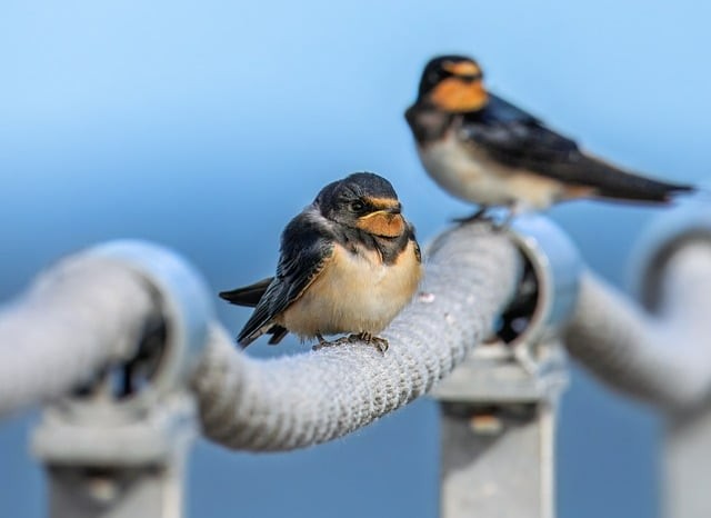 四川单招也是统考吗