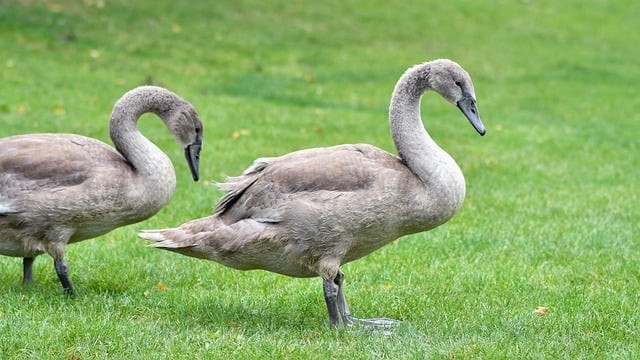 四川单招复读报名条件