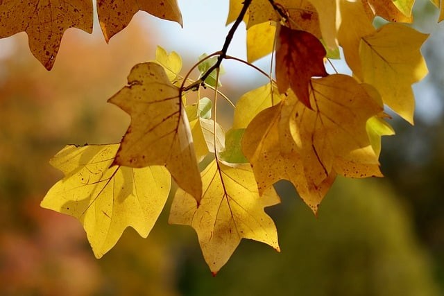 四川省阆中师范学校2025年招生简介