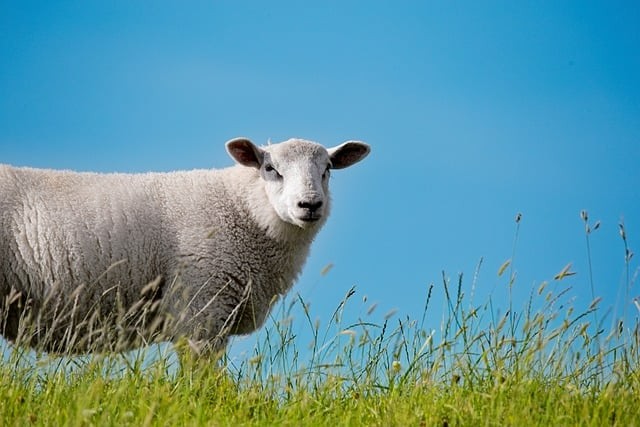 四川单招介绍学校的书