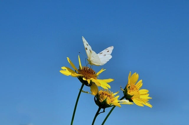 四川单招摄影专业的学校