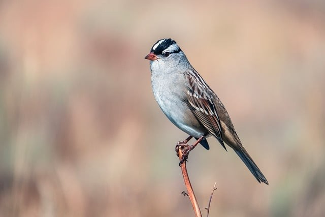 单招四川学校 分数线