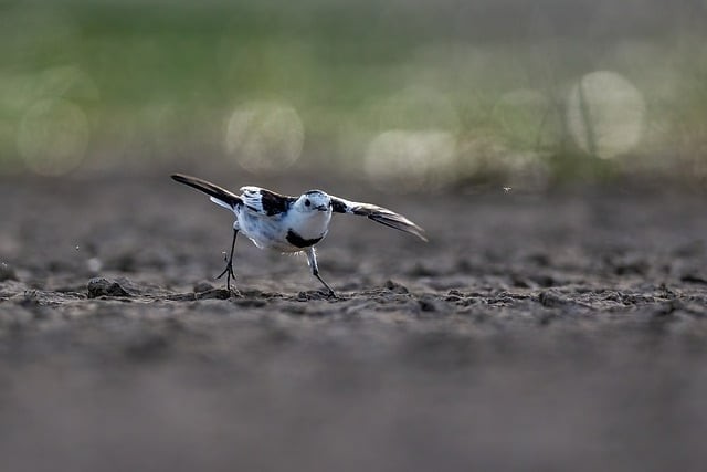 重庆市工商学校2025年招生对象