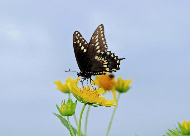 高坪区职业高级中学2025年招生录取分数线