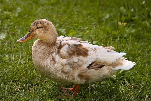 四川内单招的大专院校